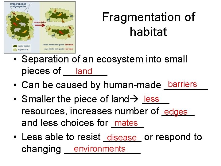 Fragmentation of habitat • Separation of an ecosystem into small land pieces of ____