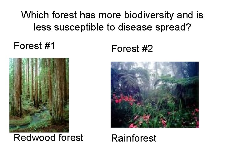 Which forest has more biodiversity and is less susceptible to disease spread? Forest #1