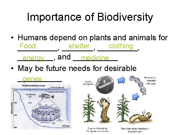 Importance of Biodiversity • Humans depend on plants and animals for Food shelter _____,