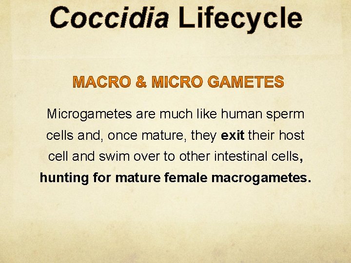 Coccidia Lifecycle Microgametes are much like human sperm cells and, once mature, they exit