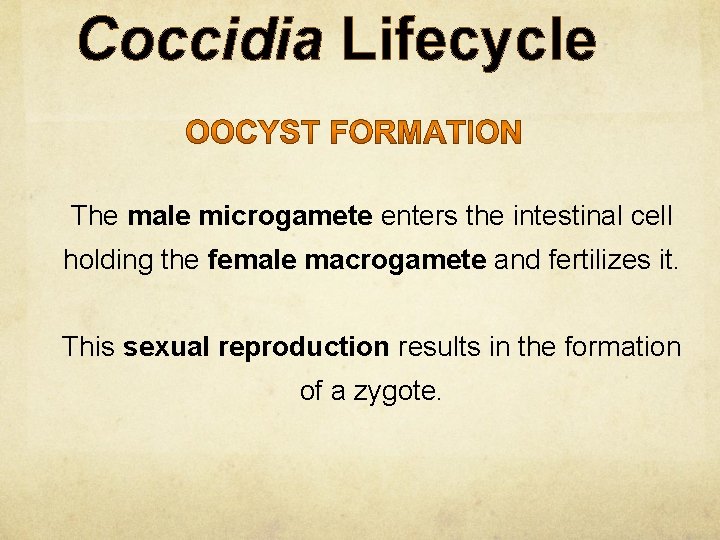 Coccidia Lifecycle The male microgamete enters the intestinal cell holding the female macrogamete and