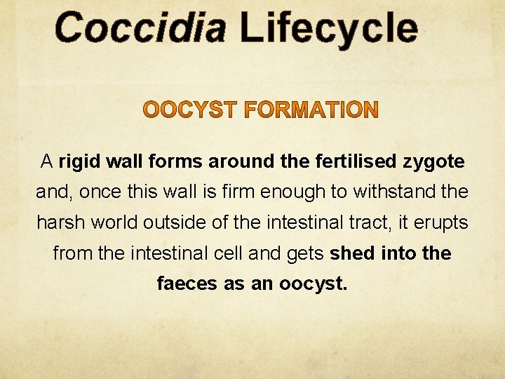 Coccidia Lifecycle A rigid wall forms around the fertilised zygote and, once this wall
