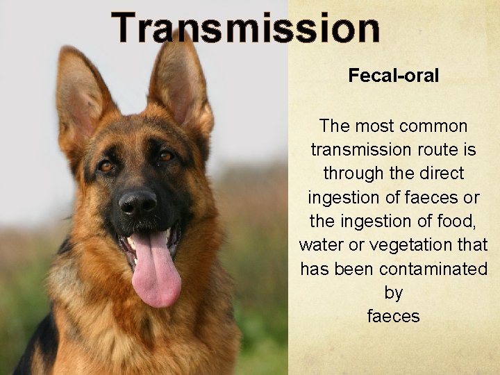Transmission Fecal-oral The most common transmission route is through the direct ingestion of faeces