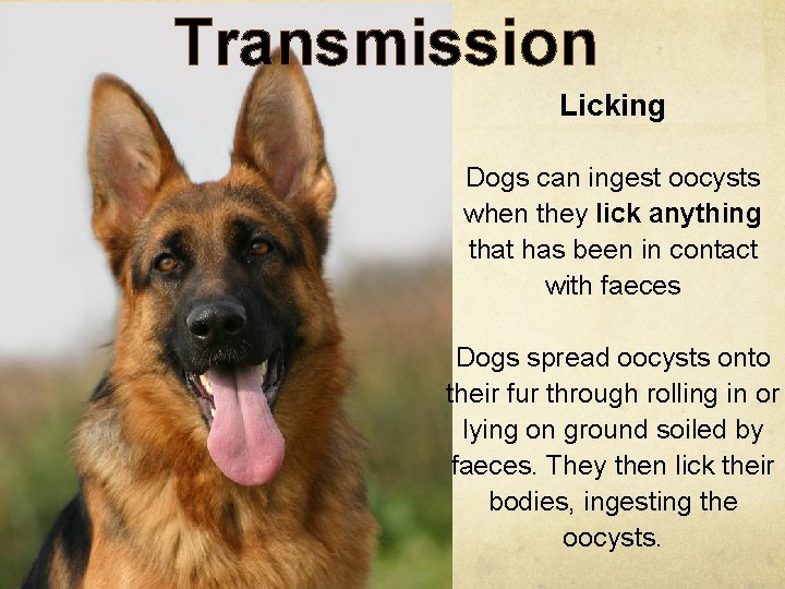 Transmission Licking Dogs can ingest oocysts when they lick anything that has been in
