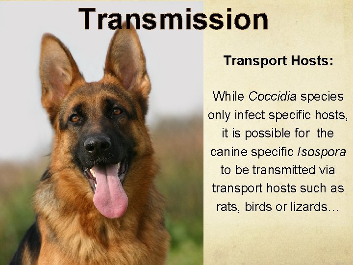 Transmission Transport Hosts: While Coccidia species only infect specific hosts, it is possible for