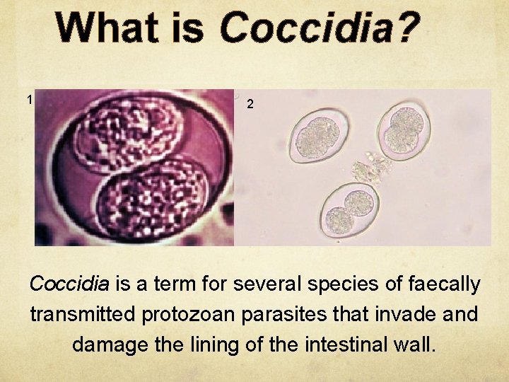 What is Coccidia? 1 2 Coccidia is a term for several species of faecally