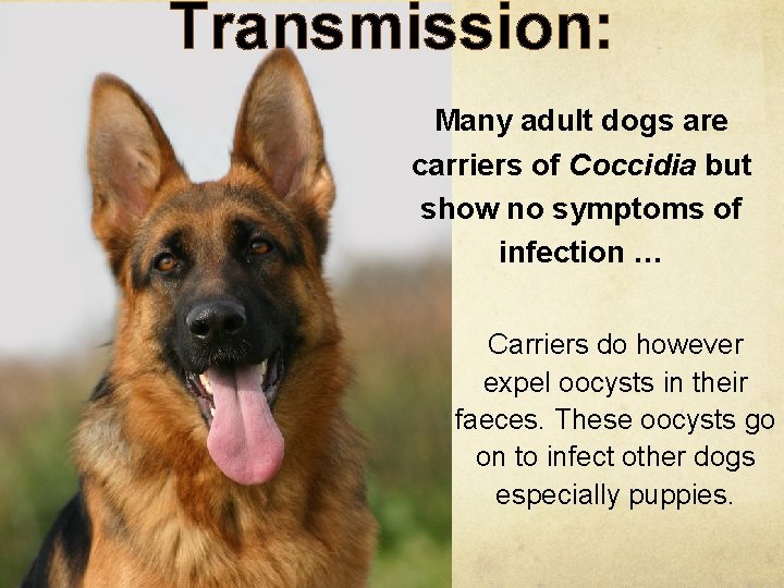 Transmission: Many adult dogs are carriers of Coccidia but show no symptoms of infection