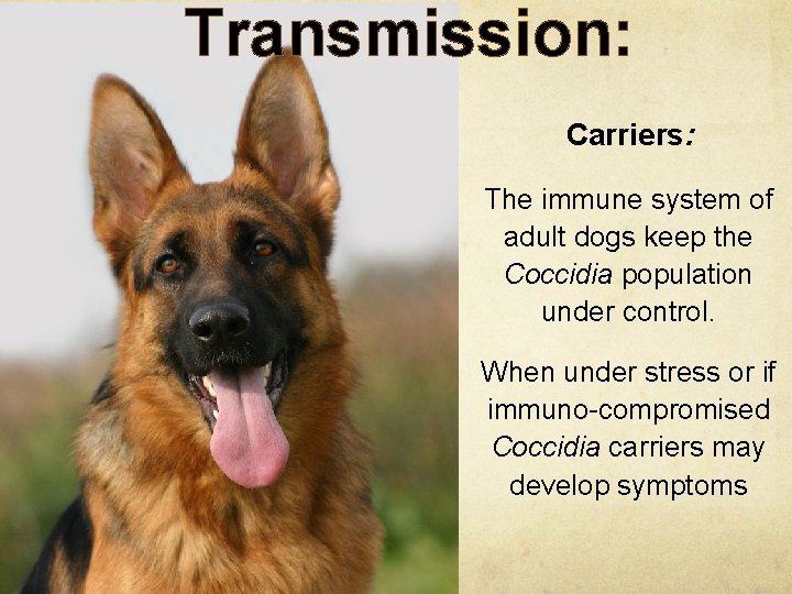 Transmission: Carriers: The immune system of adult dogs keep the Coccidia population under control.
