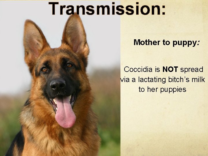 Transmission: Mother to puppy: Coccidia is NOT spread via a lactating bitch’s milk to