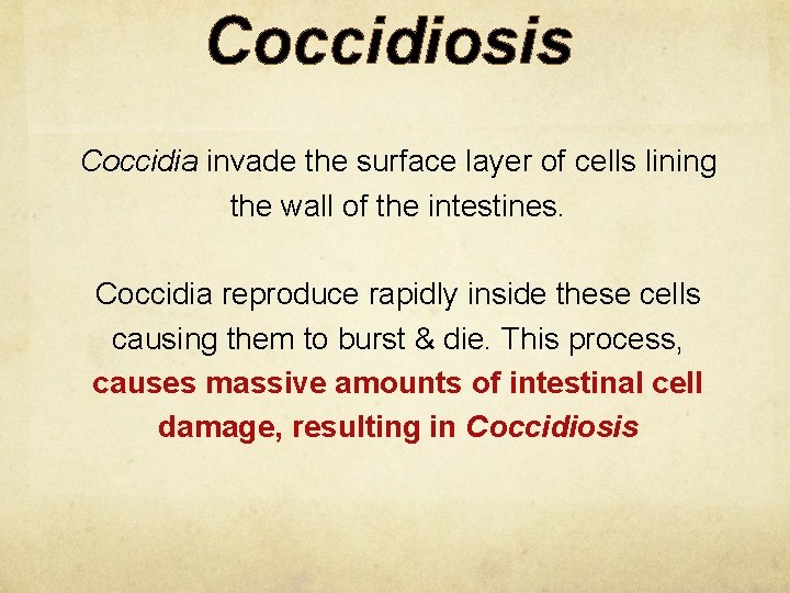 Coccidiosis Coccidia invade the surface layer of cells lining the wall of the intestines.