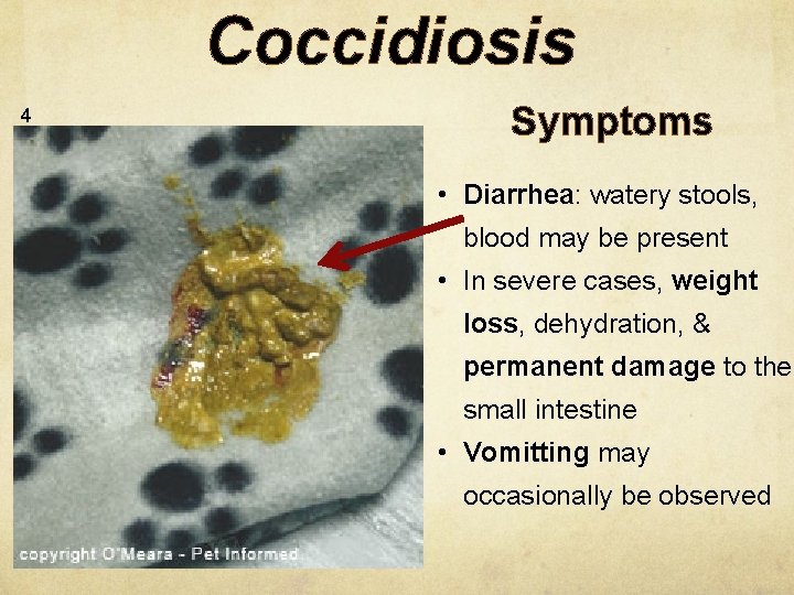 Coccidiosis 4 Symptoms • Diarrhea: watery stools, blood may be present • In severe
