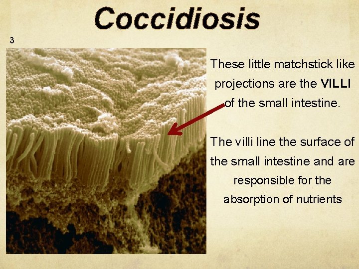 Coccidiosis 3 These little matchstick like projections are the VILLI of the small intestine.