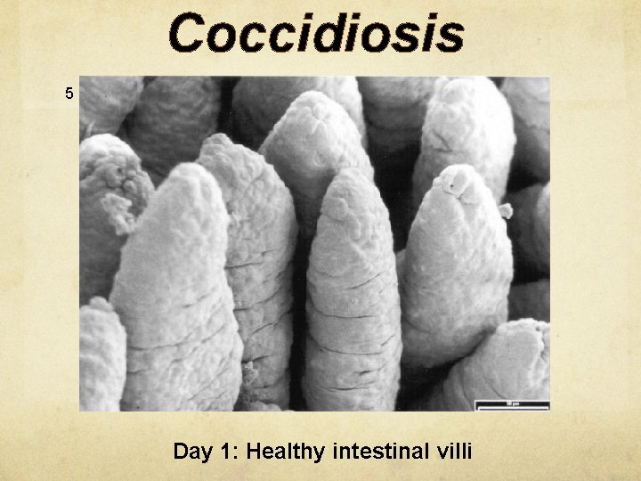 Coccidiosis 5 Day 1: Healthy intestinal villi 