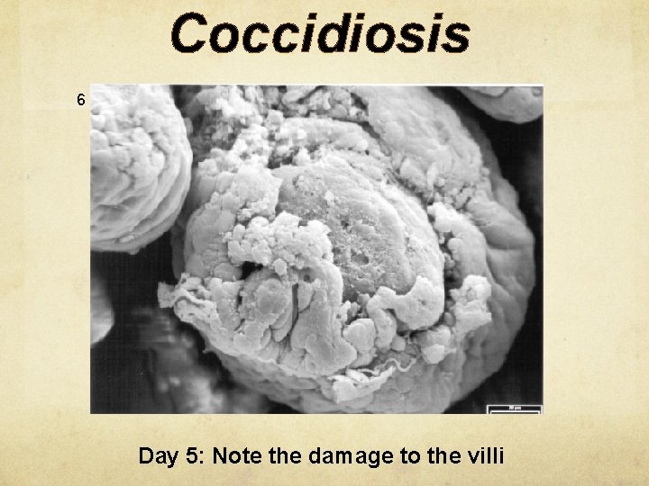 Coccidiosis 6 Day 5: Note the damage to the villi 