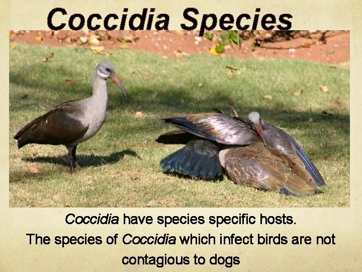 Coccidia Species Coccidia have species specific hosts. The species of Coccidia which infect birds