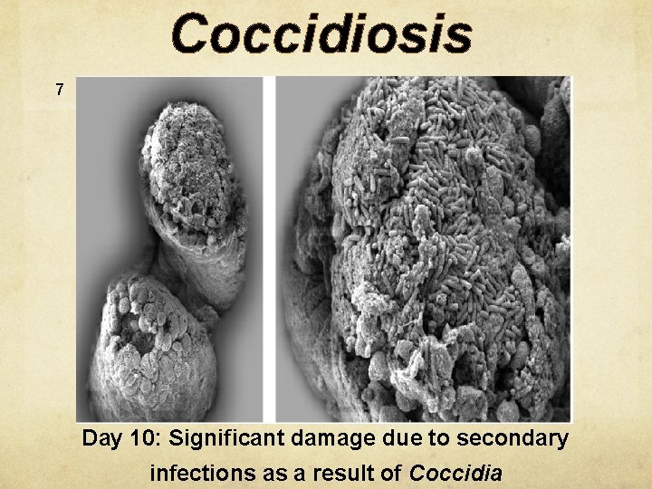 Coccidiosis 7 Day 10: Significant damage due to secondary infections as a result of