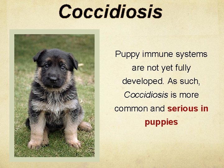 Coccidiosis Puppy immune systems are not yet fully developed. As such, Coccidiosis is more