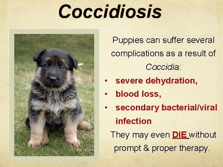 Coccidiosis Puppies can suffer several complications as a result of Coccidia: • severe dehydration,