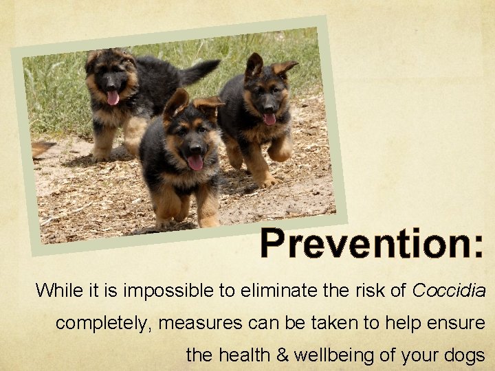 Prevention: While it is impossible to eliminate the risk of Coccidia completely, measures can