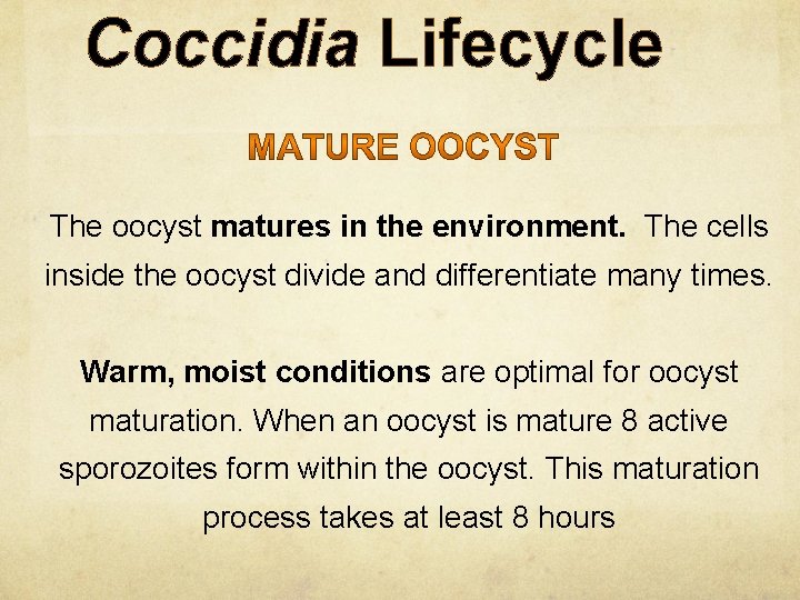 Coccidia Lifecycle The oocyst matures in the environment. The cells inside the oocyst divide