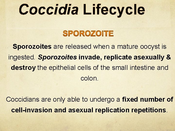Coccidia Lifecycle Sporozoites are released when a mature oocyst is ingested. Sporozoites invade, replicate