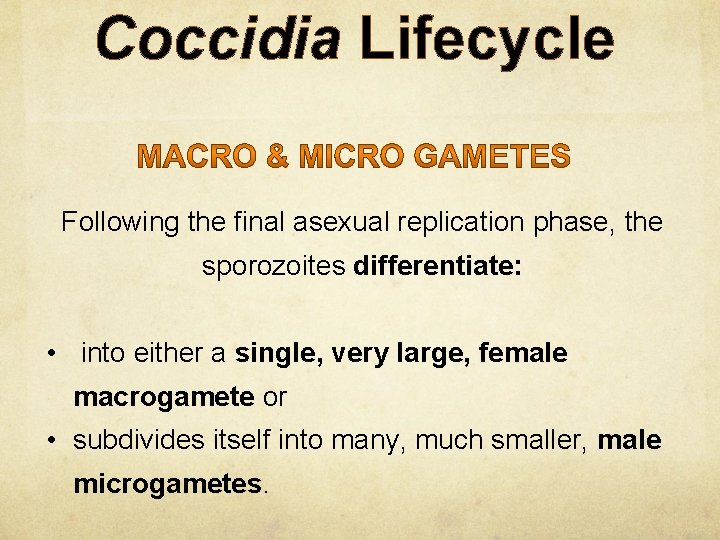 Coccidia Lifecycle Following the final asexual replication phase, the sporozoites differentiate: • into either