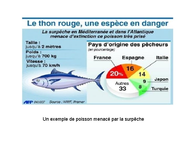 Un exemple de poisson menacé par la surpêche 