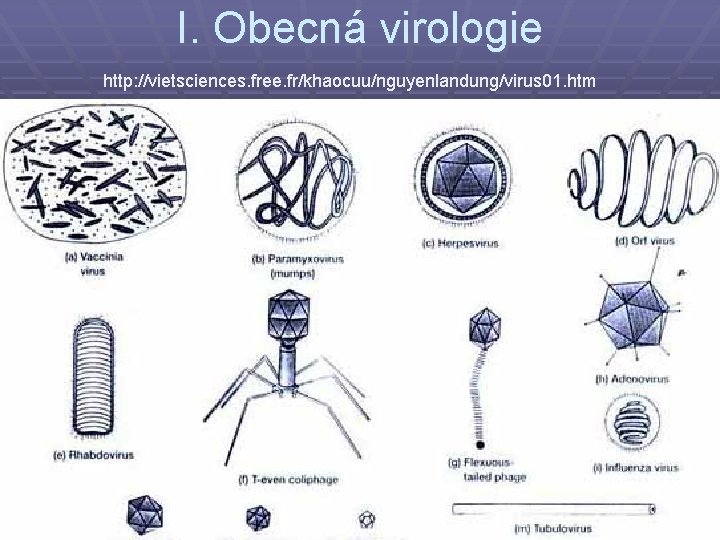 I. Obecná virologie http: //vietsciences. free. fr/khaocuu/nguyenlandung/virus 01. htm 