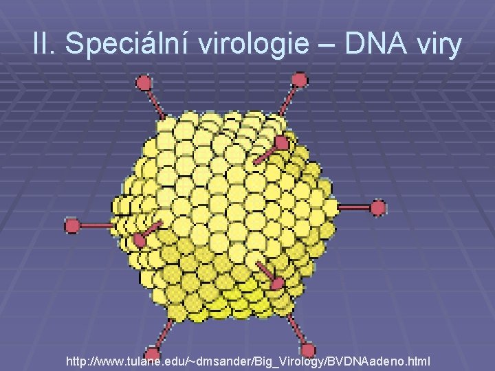 II. Speciální virologie – DNA viry http: //www. tulane. edu/~dmsander/Big_Virology/BVDNAadeno. html 