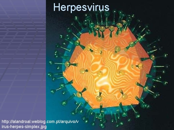 Herpesvirus http: //alandroal. weblog. com. pt/arquivo/v irus-herpes-simplex. jpg 
