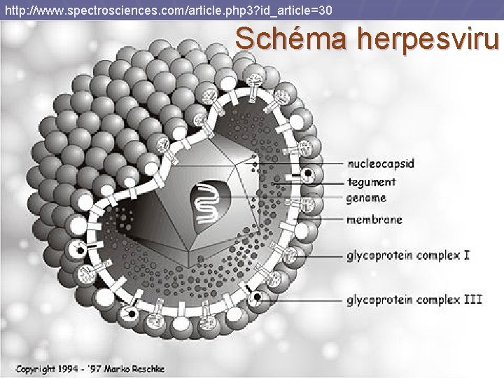 http: //www. spectrosciences. com/article. php 3? id_article=30 Schéma herpesviru 