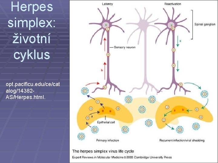 Herpes simplex: životní cyklus opt. pacificu. edu/ce/cat alog/14382 AS/Herpes. html. 