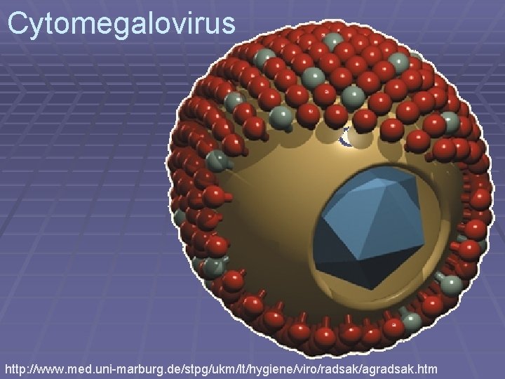 Cytomegalovirus http: //www. med. uni-marburg. de/stpg/ukm/lt/hygiene/viro/radsak/agradsak. htm 