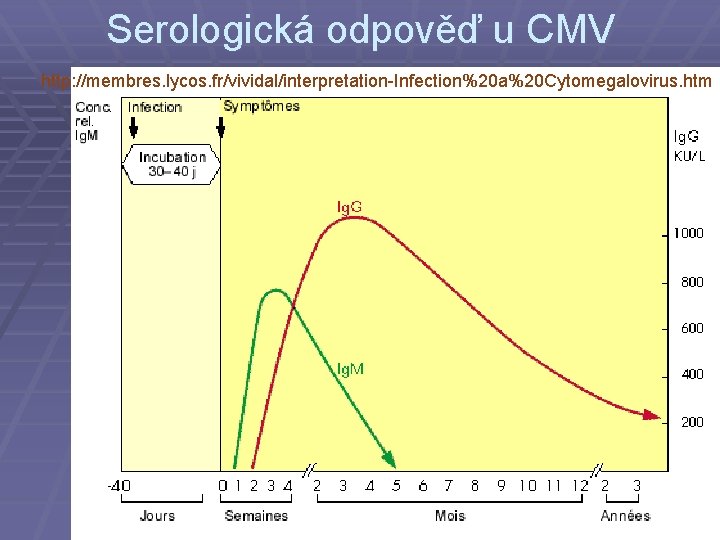 Serologická odpověď u CMV http: //membres. lycos. fr/vividal/interpretation-Infection%20 a%20 Cytomegalovirus. htm 