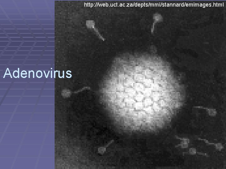 http: //web. uct. ac. za/depts/mmi/stannard/emimages. html Adenovirus 