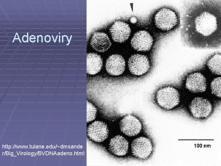 Adenoviry http: //www. tulane. edu/~dmsande r/Big_Virology/BVDNAadeno. html 