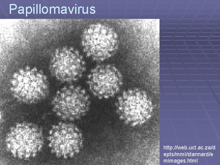 Papillomavirus http: //web. uct. ac. za/d epts/mmi/stannard/e mimages. html 