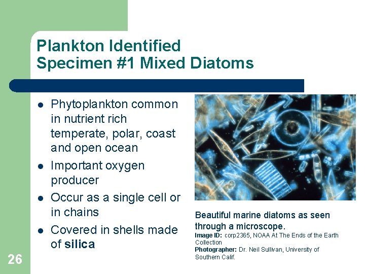 Plankton Identified Specimen #1 Mixed Diatoms l l 26 Phytoplankton common in nutrient rich