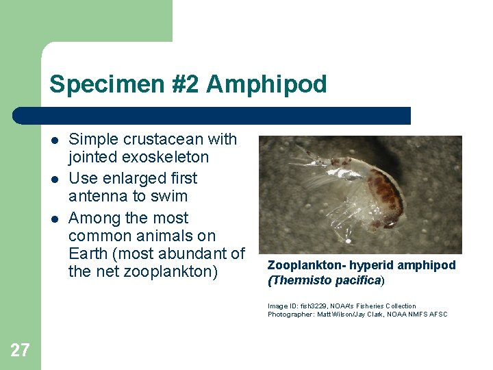 Specimen #2 Amphipod l l l Simple crustacean with jointed exoskeleton Use enlarged first