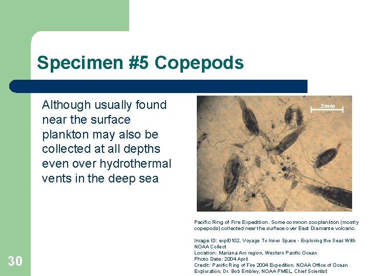 Specimen #5 Copepods Although usually found near the surface plankton may also be collected