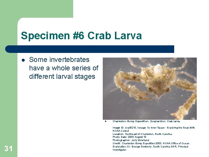 Specimen #6 Crab Larva l Some invertebrates have a whole series of different larval