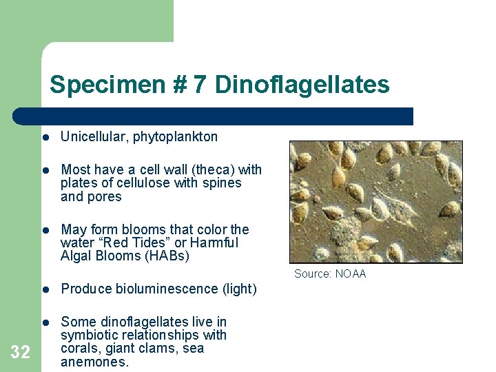 Specimen # 7 Dinoflagellates l Unicellular, phytoplankton l Most have a cell wall (theca)