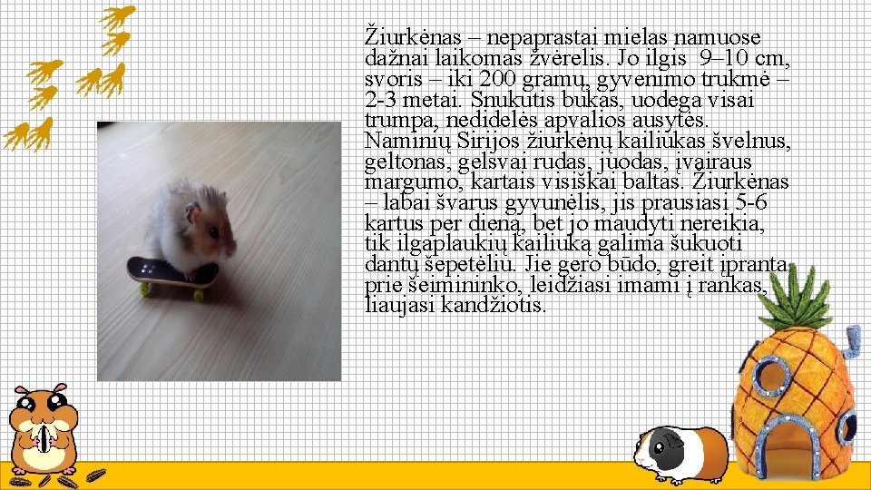 Žiurkėnas – nepaprastai mielas namuose dažnai laikomas žvėrelis. Jo ilgis 9– 10 cm, svoris