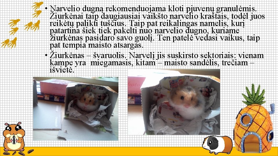  • Narvelio dugną rekomenduojama kloti pjuvenų granulėmis. Žiurkėnai taip daugiausiai vaikšto narvelio kraštais,