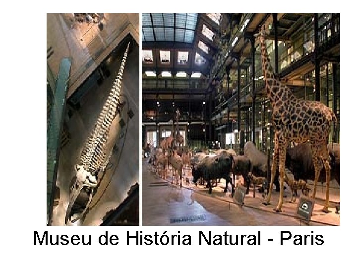 Museu de História Natural - Paris 