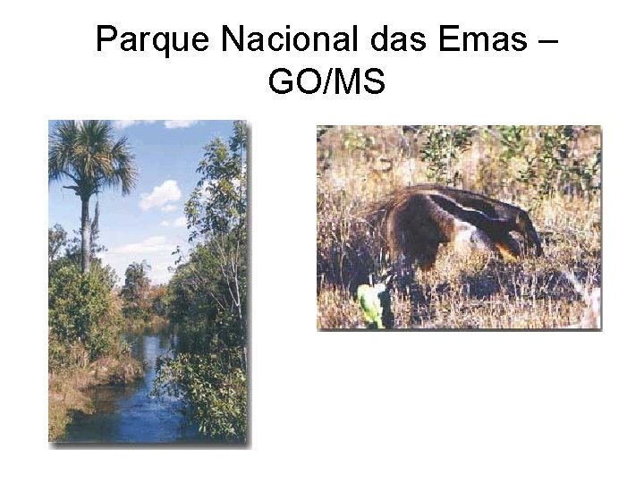 Parque Nacional das Emas – GO/MS 