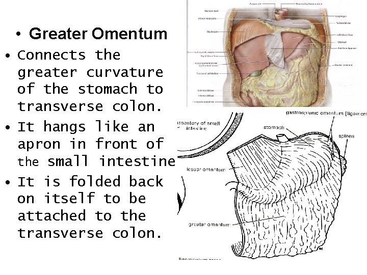  • Greater Omentum • Connects the greater curvature of the stomach to transverse