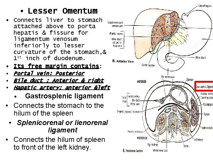  • Lesser Omentum • Connects liver to stomach attached above to porta hepatis