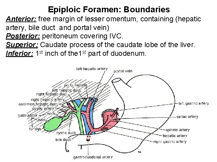 Epiploic Foramen: Boundaries Anterior: free margin of lesser omentum, containing (hepatic artery, bile duct