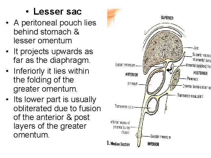 • Lesser sac • A peritoneal pouch lies behind stomach & lesser omentum